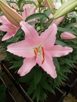 [4287 Catone VWS No02.JPG]